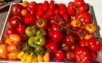 Tomatensaatgut Tomatensamen über 200 + Sorten Ernte 2023_3 Rheinland-Pfalz - Hanhofen Vorschau