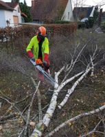 Baumfällung Baumpflege Hecken schneiden  Obstbaumpflege Nordrhein-Westfalen - Steinheim Vorschau