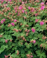 Balkan Storchschnabel rosa Bodendecker Rostock - Kröpeliner-Tor-Vorstadt Vorschau