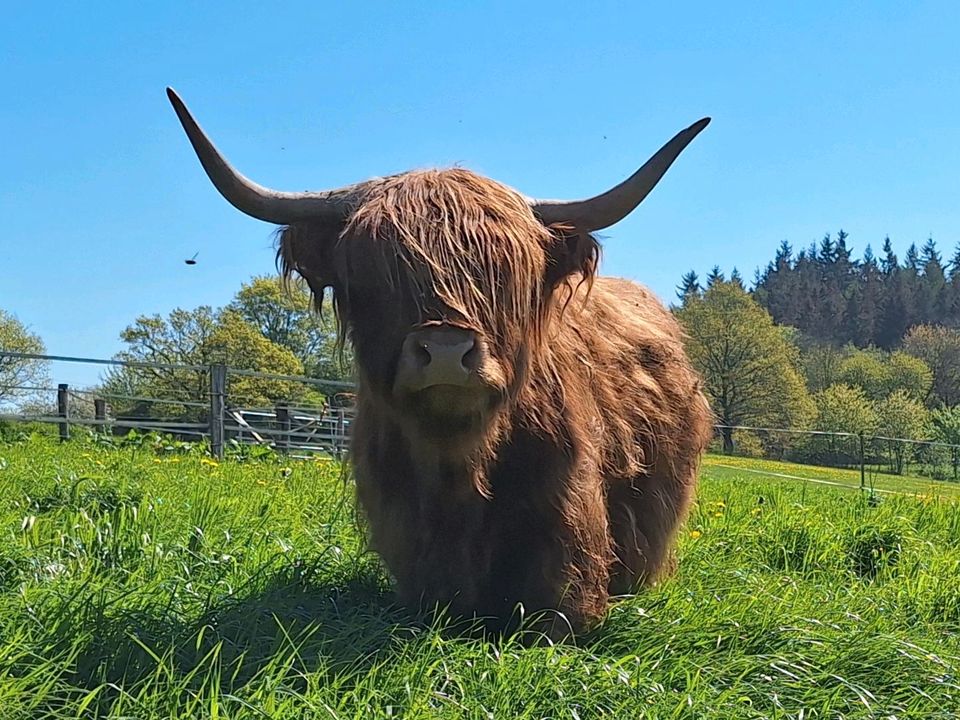 Highland Cattle Zuchtkuh in Wangels