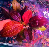 ❌Verkauft ❌❗⭐ RED IGUAZU ⭐❗ Echinodorus  Aquarium Bucephalandra Freiburg im Breisgau - March Vorschau