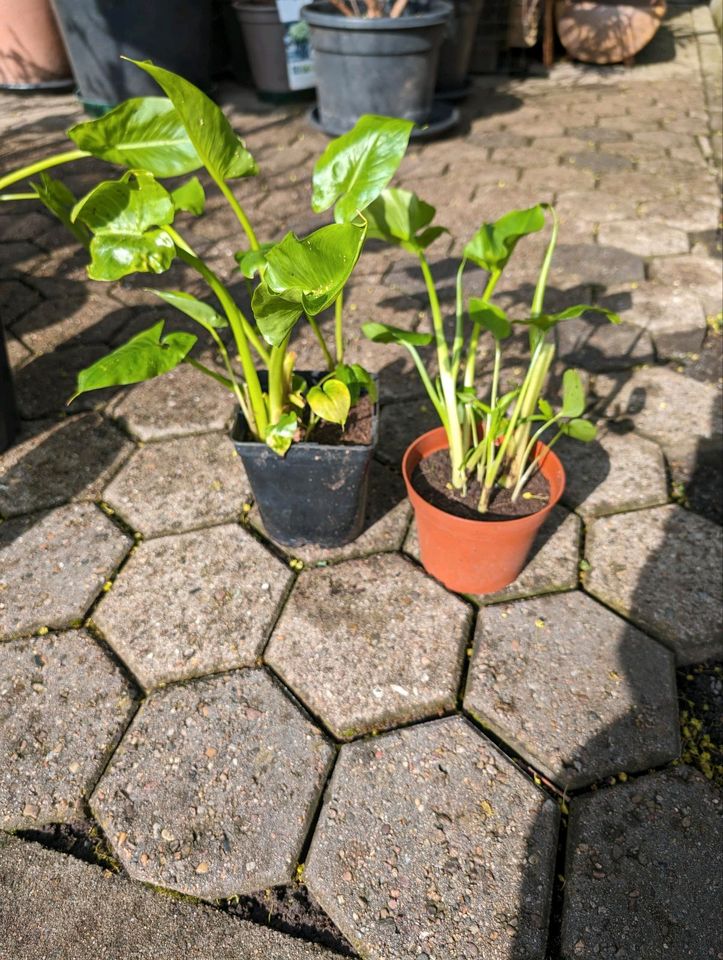 Calla zu verkaufen in Osnabrück