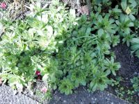 Garten Steinrosen Hauswurz Sempervivum Steinrose winterhart Rheinland-Pfalz - Kandel Vorschau