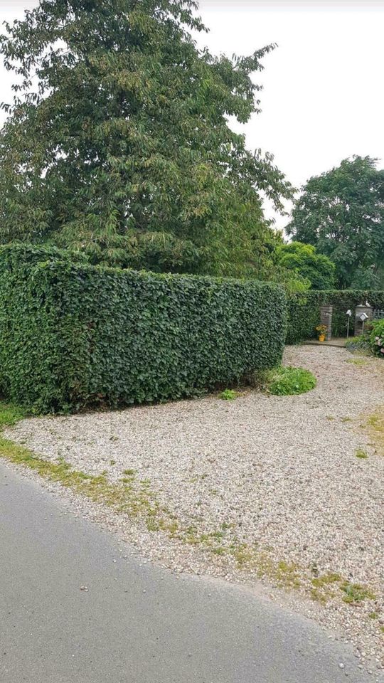 Hecke schneiden auch nach Februar möglich Heckenschnitt Pflege in Bedburg-Hau