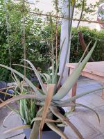 Aloe Vera Mutterpflanze sehr groß mit Ablegern Baden-Württemberg - Teningen Vorschau