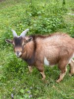 1 afrikanischere Zwergziegen Bock Rheinland-Pfalz - Niederelbert Vorschau