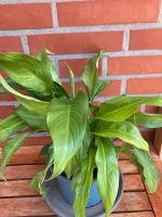 ! Spathiphyllum Niedersachsen - Harpstedt Vorschau