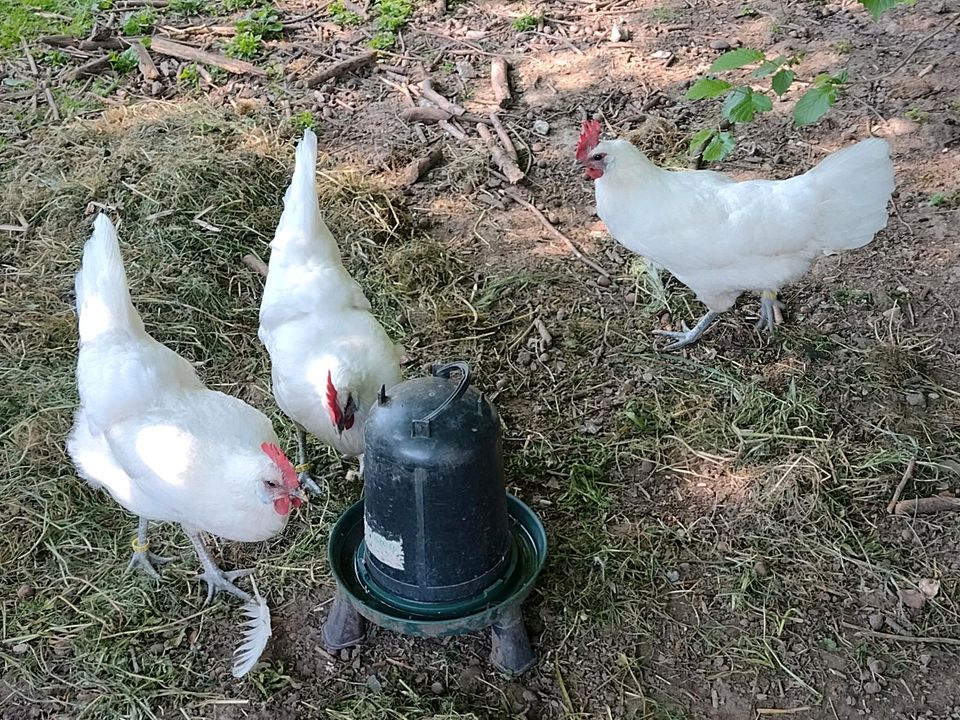 Zuchtstamm weiße Ramelsloher von 2023, 1,3 Hühner, Hahn in Görsbach