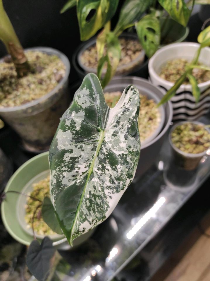 Alocasia Frydek variegata in Oberhausen