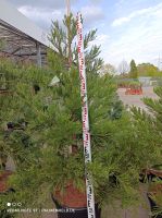 Edel Sequoiadendron giganteum Riesenmammutbaum Mammutbaum 1,75-2m Nordrhein-Westfalen - Nordkirchen Vorschau