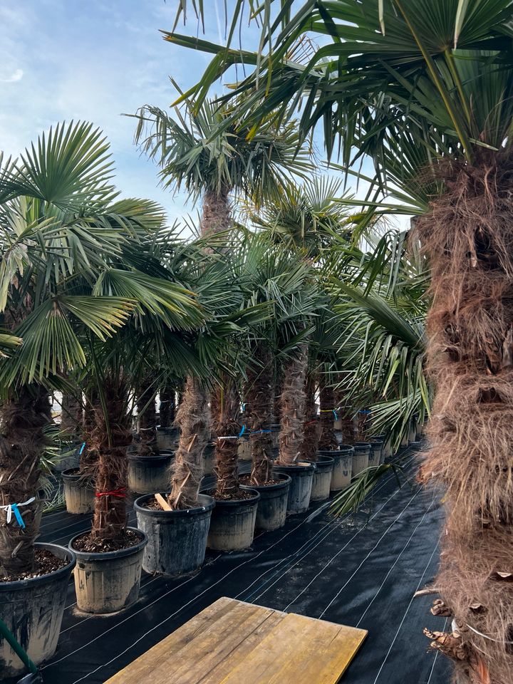 Trachycarpus fortunei winterhart hanfpalme in Altlußheim