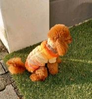 ❤️ Hundepullover RL 40 Hundepulli Malteser Havaneser Bolonka ❤️ Nordrhein-Westfalen - Ibbenbüren Vorschau