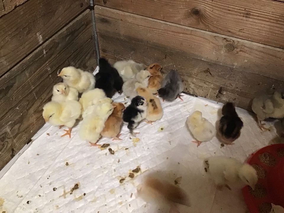 Küken, Hühner zu verkaufen in Jossgrund