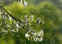 Hypnose gegen Allergie Schleswig-Holstein - Einhaus Vorschau