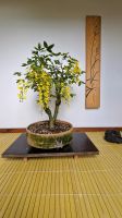 Bonsai Goldregen Hessen - Alsfeld Vorschau