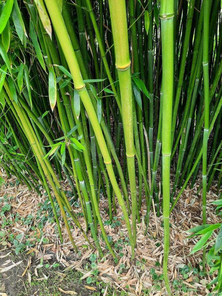 Phyllostachys Bisetti, ca. 3 Meter hoch, gut verwurzelt in Hamburg