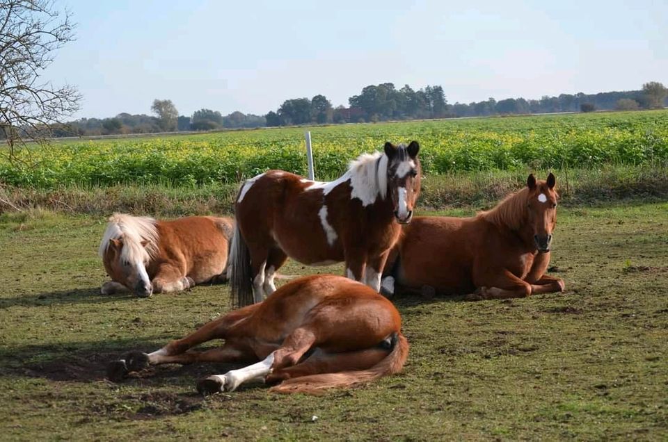 Offenstallplatz für Pony in Georgsdorf