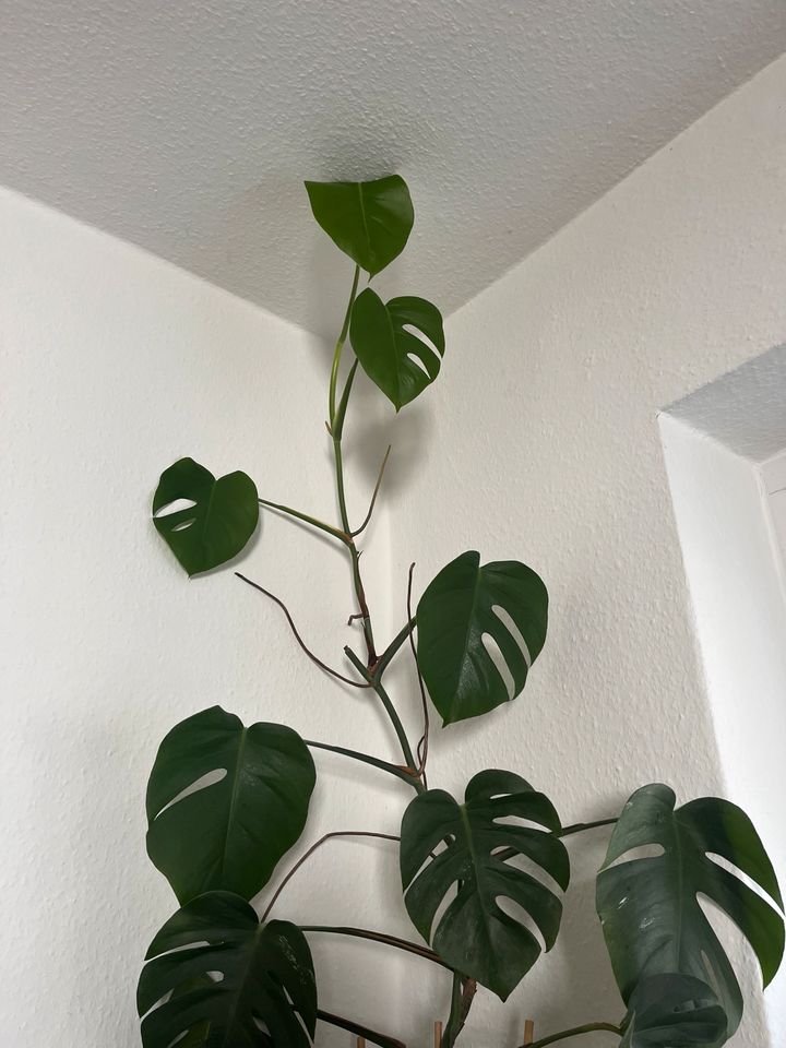 Ableger Monstera Variegata in Rostock