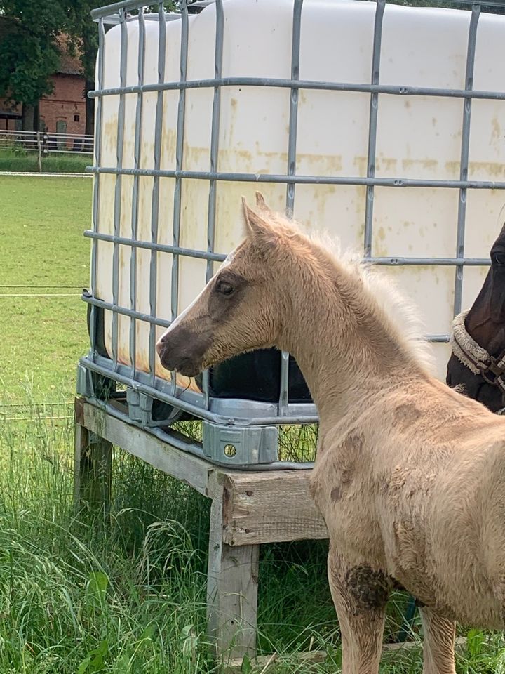 Deutsches Reitpony Hengstfohlen in Suhlendorf