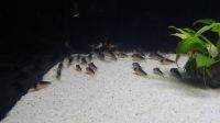 Corydoras duplicareus Kupferfleck Panzerwels Nordrhein-Westfalen - Enger Vorschau