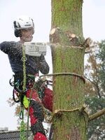 Baumkletterer Fällung Baumpflege Schreddern Entsorgung Nordwestmecklenburg - Landkreis - Gägelow Vorschau