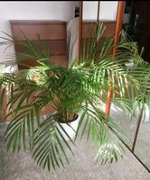 Zimmerpflanze, Große Pflanze, Palme ca 125 cm Nordrhein-Westfalen - Bergheim Vorschau