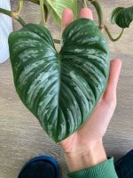 Ableger Philodendron Mamei Bielefeld - Brackwede Vorschau