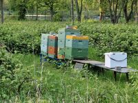 Bienenvölker zu verkaufen. Deutsche Norm. Aus eigener İmkerei. Rheinland-Pfalz - Remagen Vorschau