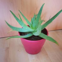 Zimmerpflanze Echte Aloe - Aloe vera - im Blumentopf Rheinland-Pfalz - Lambsheim Vorschau