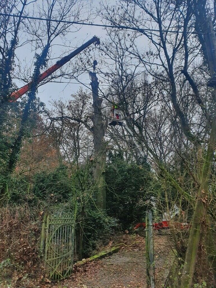 Baumfällung, Risikobaumfällung, Walddurchforstung, Baumhecke, in Kerken