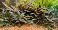 Cryptocoryne Wasserkelch Aquarium Pflanze Bayern - Burkardroth Vorschau