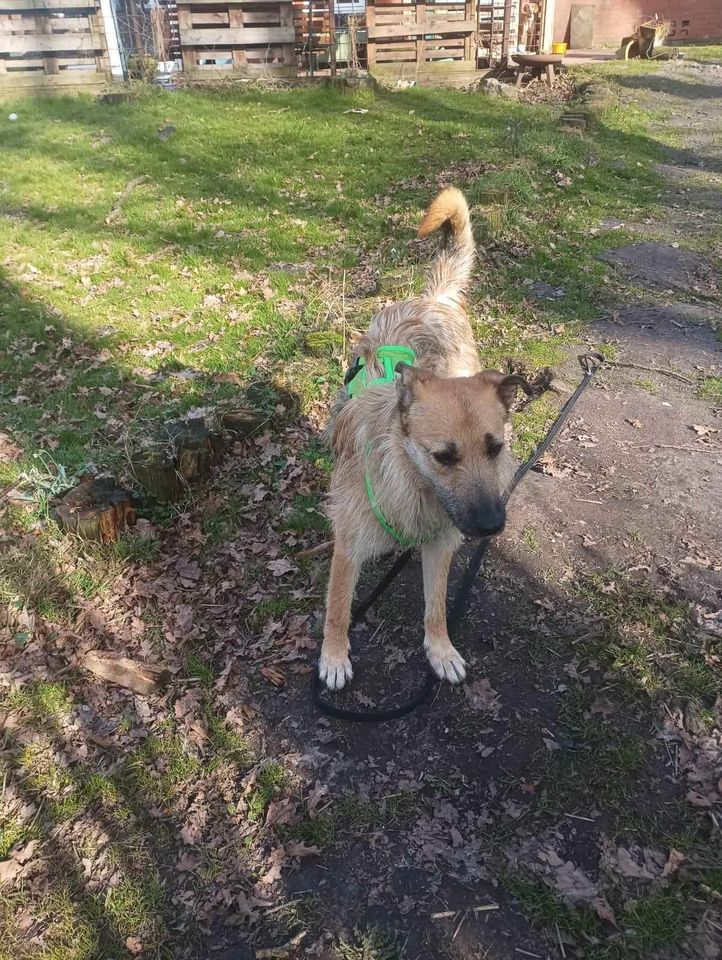 Ayla - eine ruhige Schönheit sucht ein Zuhause in Rietberg