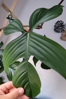 Philodendron Squamiferum Stammstecklinge Bayern - Roding Vorschau