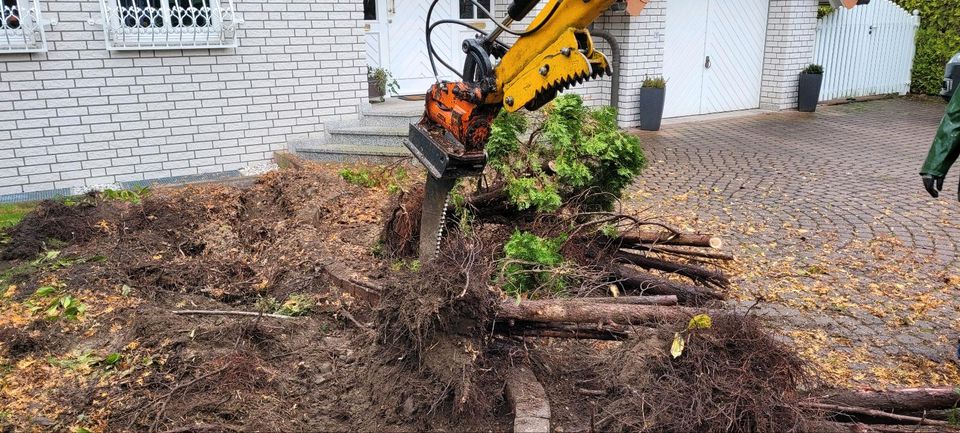 Wurzelsäge Wurzelschwert Wurzel entfernen mieten in Bad Lippspringe