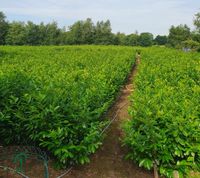 Kirschlorbeer Novita 140 bis 160 cm Sichtschutz Heckenpflanzen. Wietmarschen - Lohne Vorschau