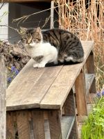 Katze Kater gesucht Bayern - Mühlhausen Vorschau