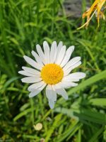 Margerite Blume Staude Garten Pflanze Nordrhein-Westfalen - Kreuztal Vorschau