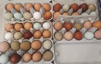 Frische Eier von glücklichen Freilandhühnern Sachsen - Schkeuditz Vorschau