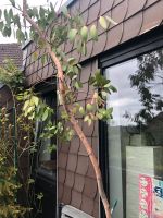 Eukalyptus Baum Eucalyptus ca. 4m Nordrhein-Westfalen - Neuss Vorschau