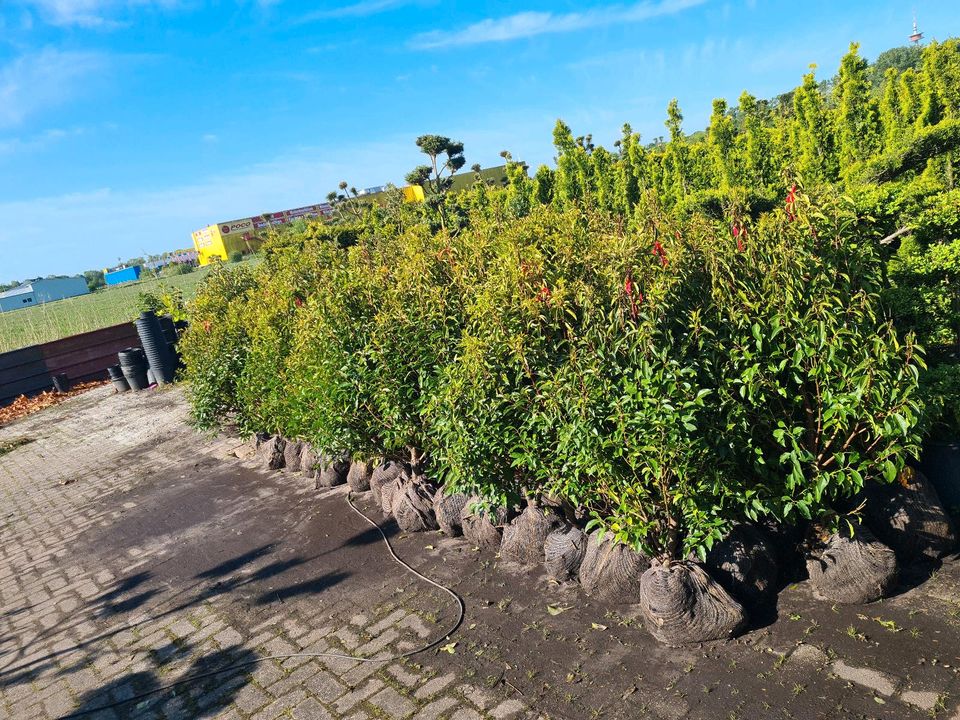 Portugiesischer kirschlorbeer 120cm in Leer (Ostfriesland)