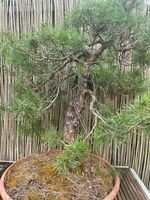 Yamadori Bonsai Kiefer Sylvestris Bayern - Bischberg Vorschau