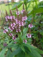 Verbena hastata, Lanzeneisenkraut, Samen Schwentinental - Klausdorf Vorschau