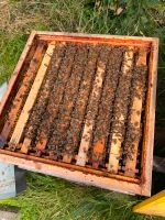 Bienenvolk auf Deutsch Normal / Erst wieder Juni 2024 Nordrhein-Westfalen - Sprockhövel Vorschau