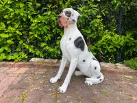 Lebensechte Dogge Farbe Weiß Schwarz Hund Gartenfigur Rheinland-Pfalz - Waldbreitbach Vorschau
