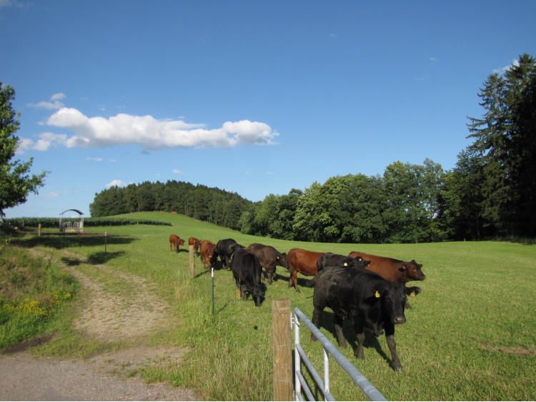 Rindfleisch Mutterkuhhaltung Mischpakete Angus in Wenzenbach