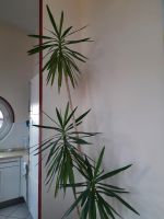 Yucca Palme riesen Palmlilie 285cm hoch Frankfurt am Main - Seckbach Vorschau