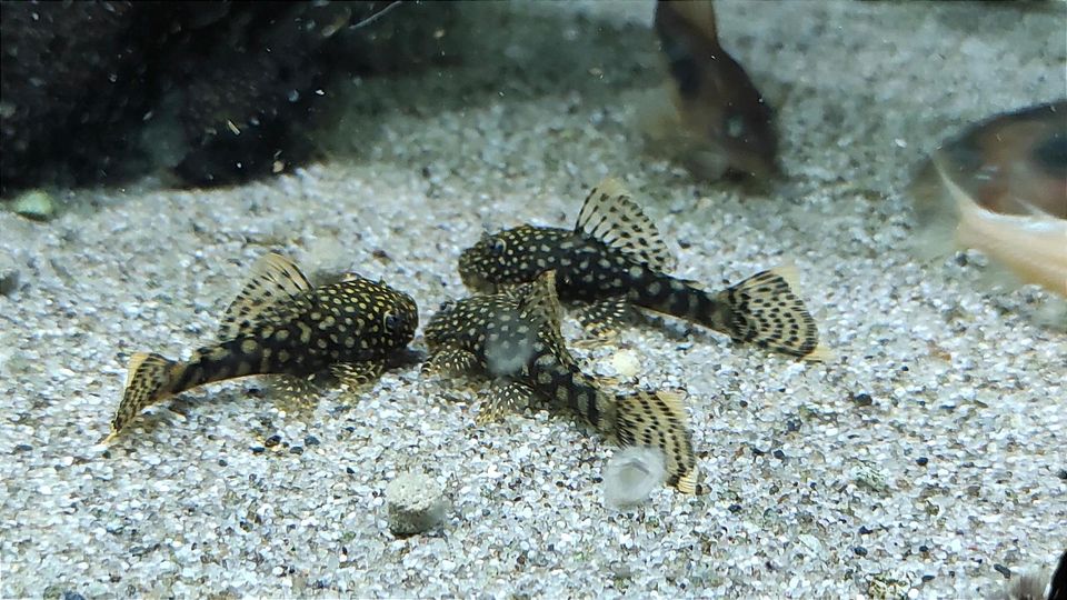 Anzistrus Antennenwelse braun Welse in Werdau