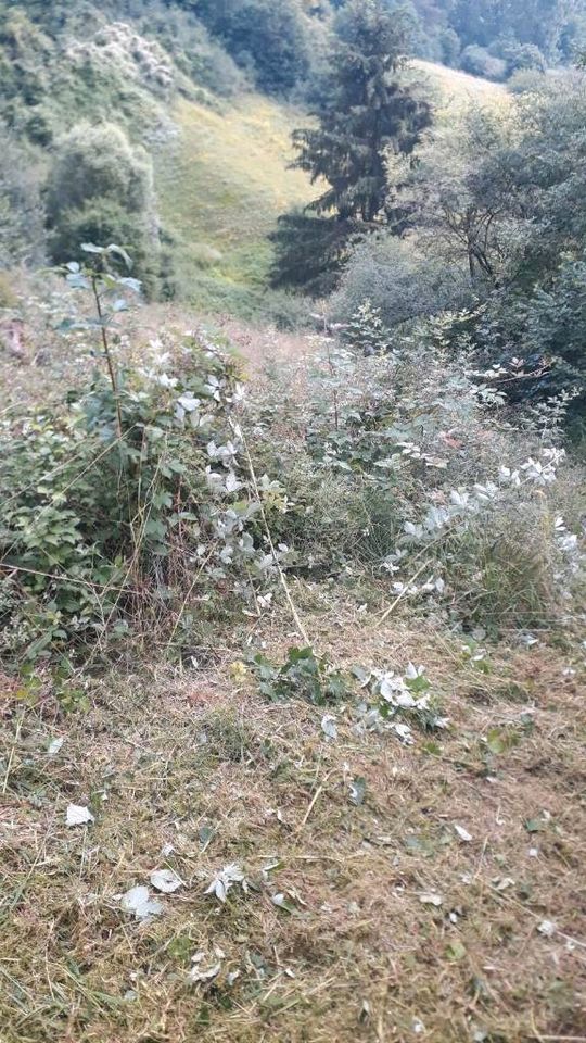 Rodung Fällgreifer Baumfällung Landschaftspflege in Berching