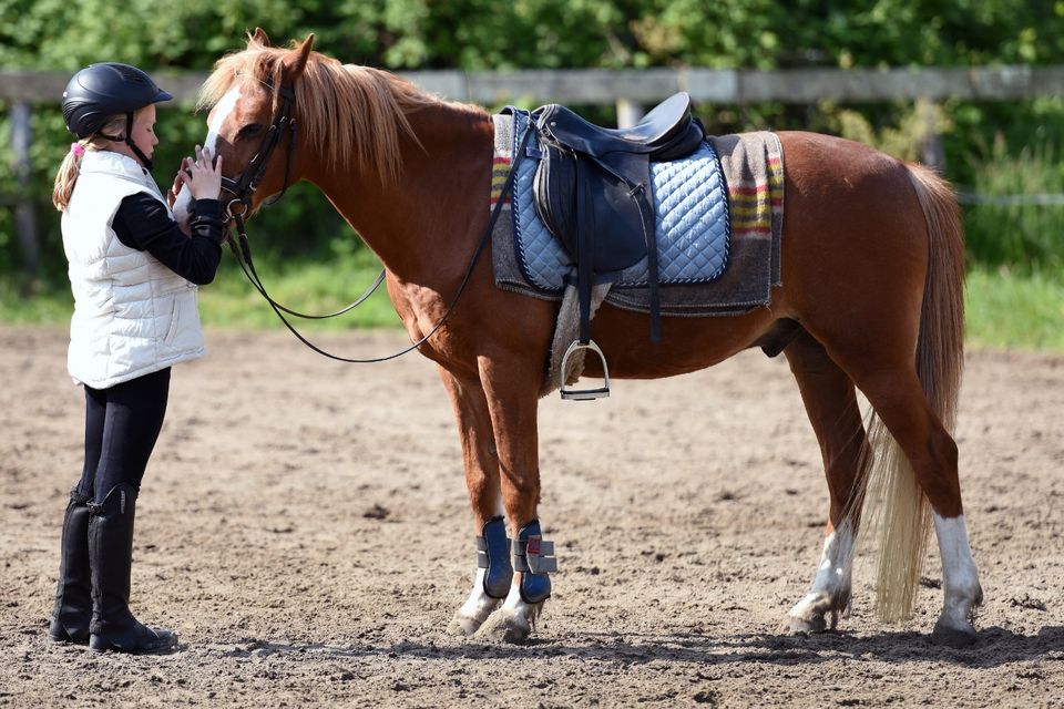 Ein Job rund um Ponys & Pferde! in Buesum