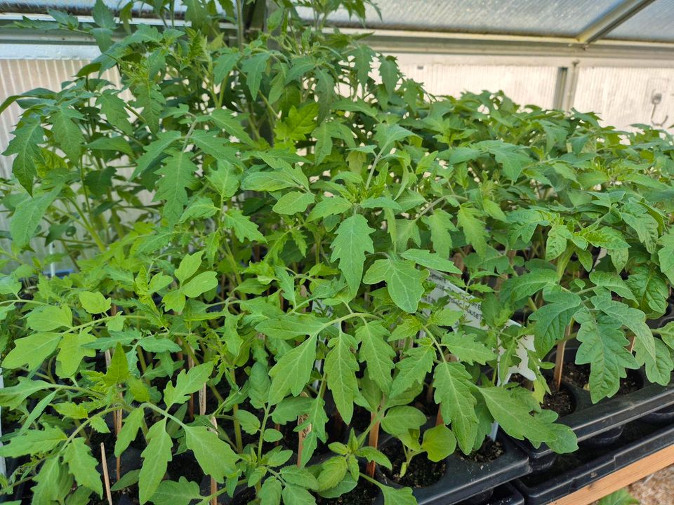 Verschiedene Jungpflanzen (Tomaten, Porree, Chili, Mangold) in Düsseldorf